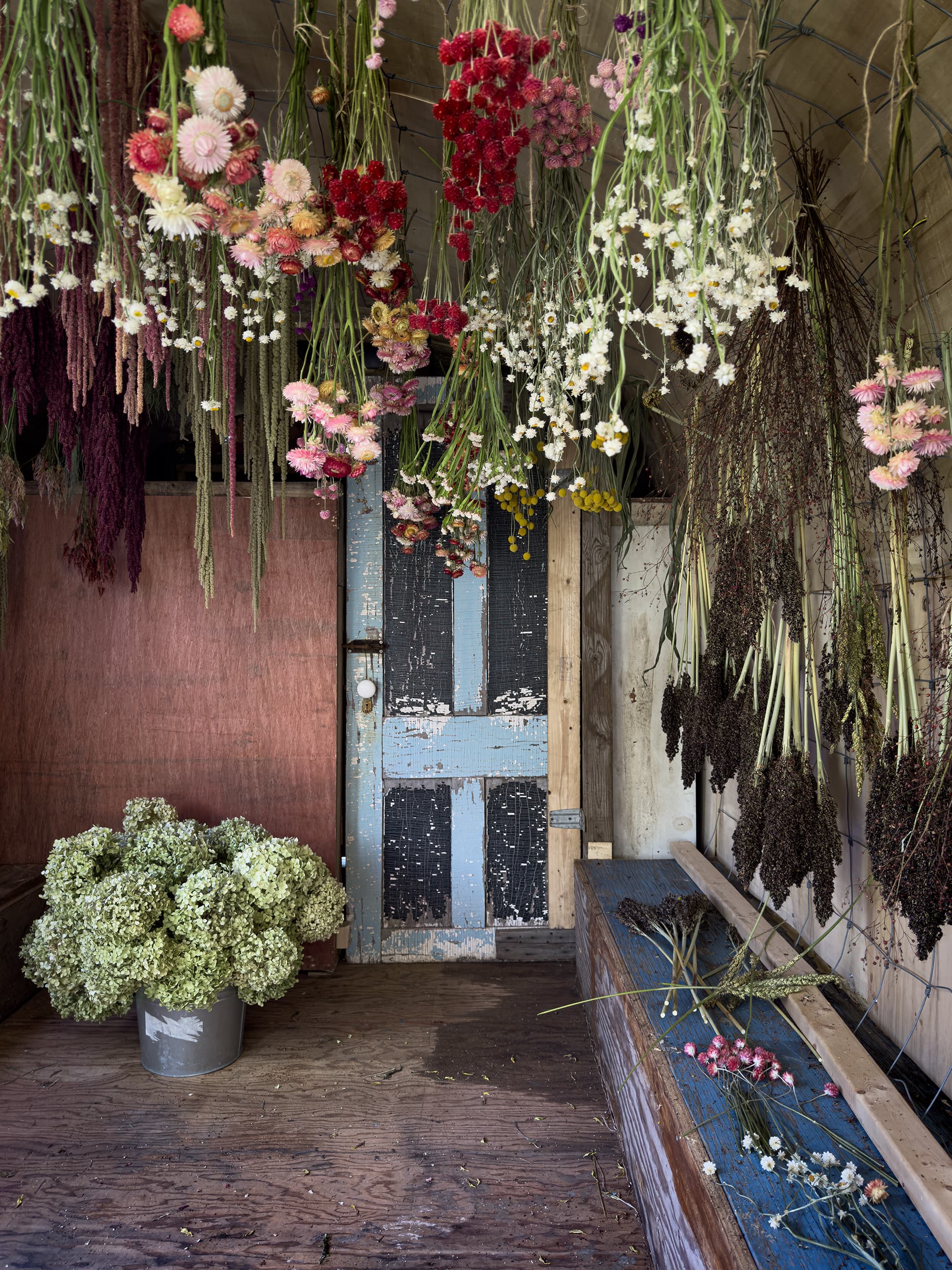 Hanging dried flowers
