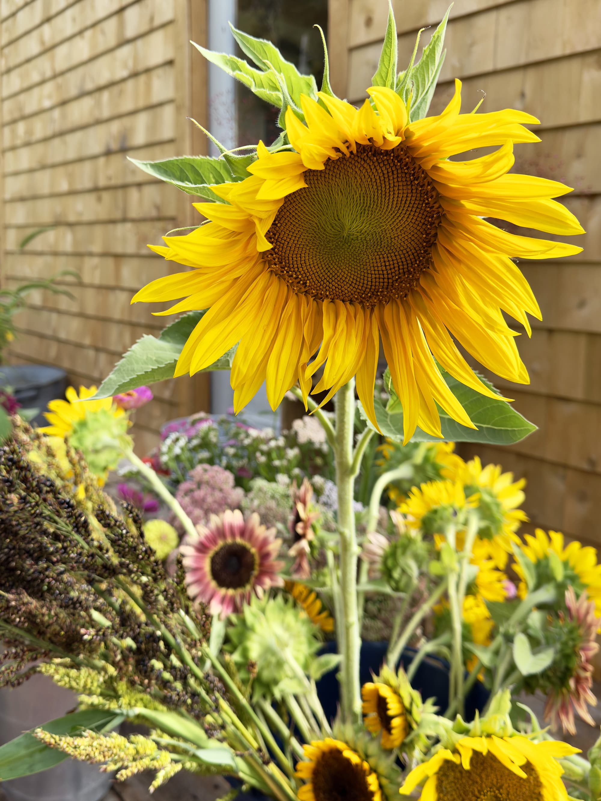 Fresh cultivated flowers