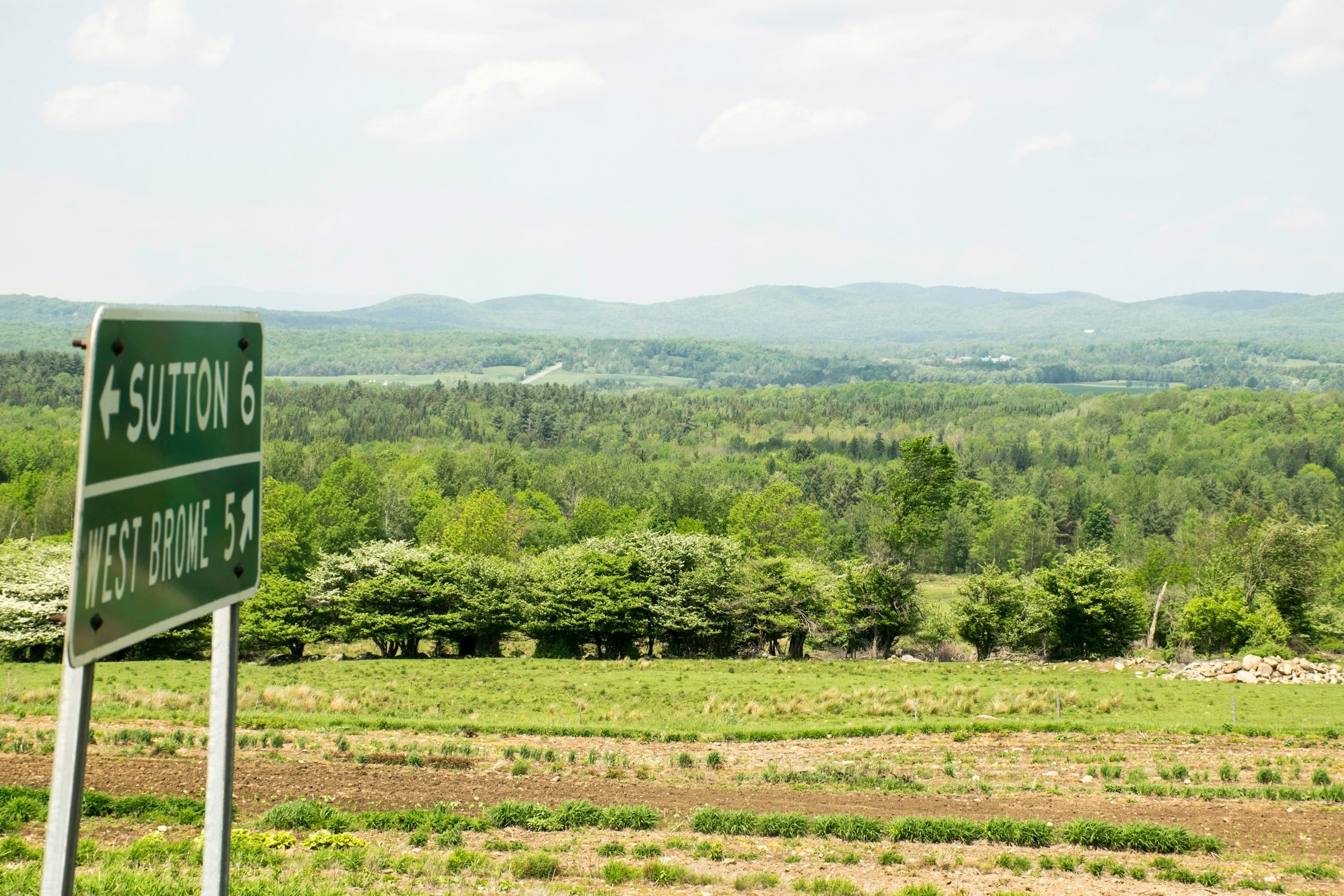 Misty landscape of the Eastern Townships with trees and wildflowers