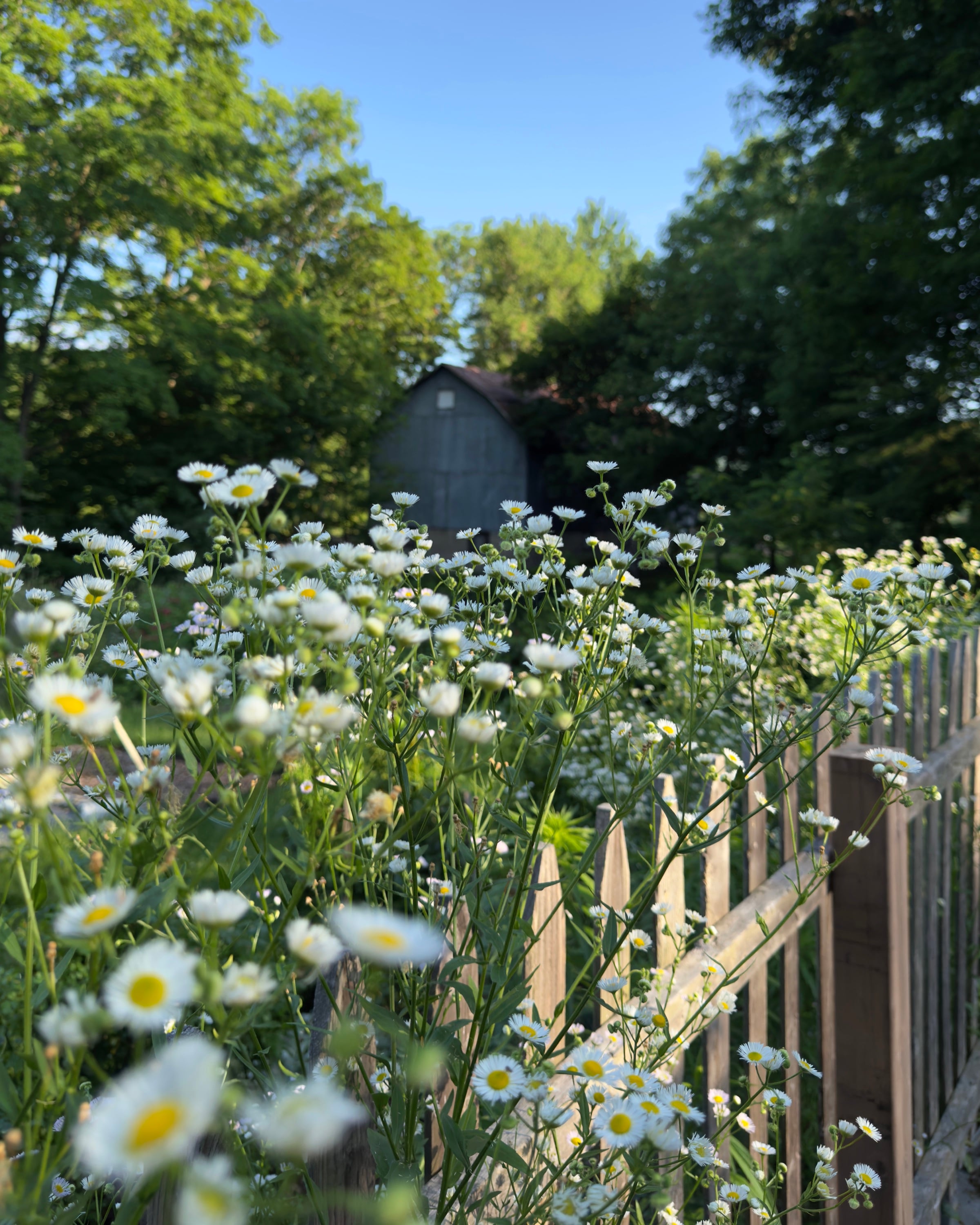 Path leading to a rustic barn surrounded by flower fields under a clear sky