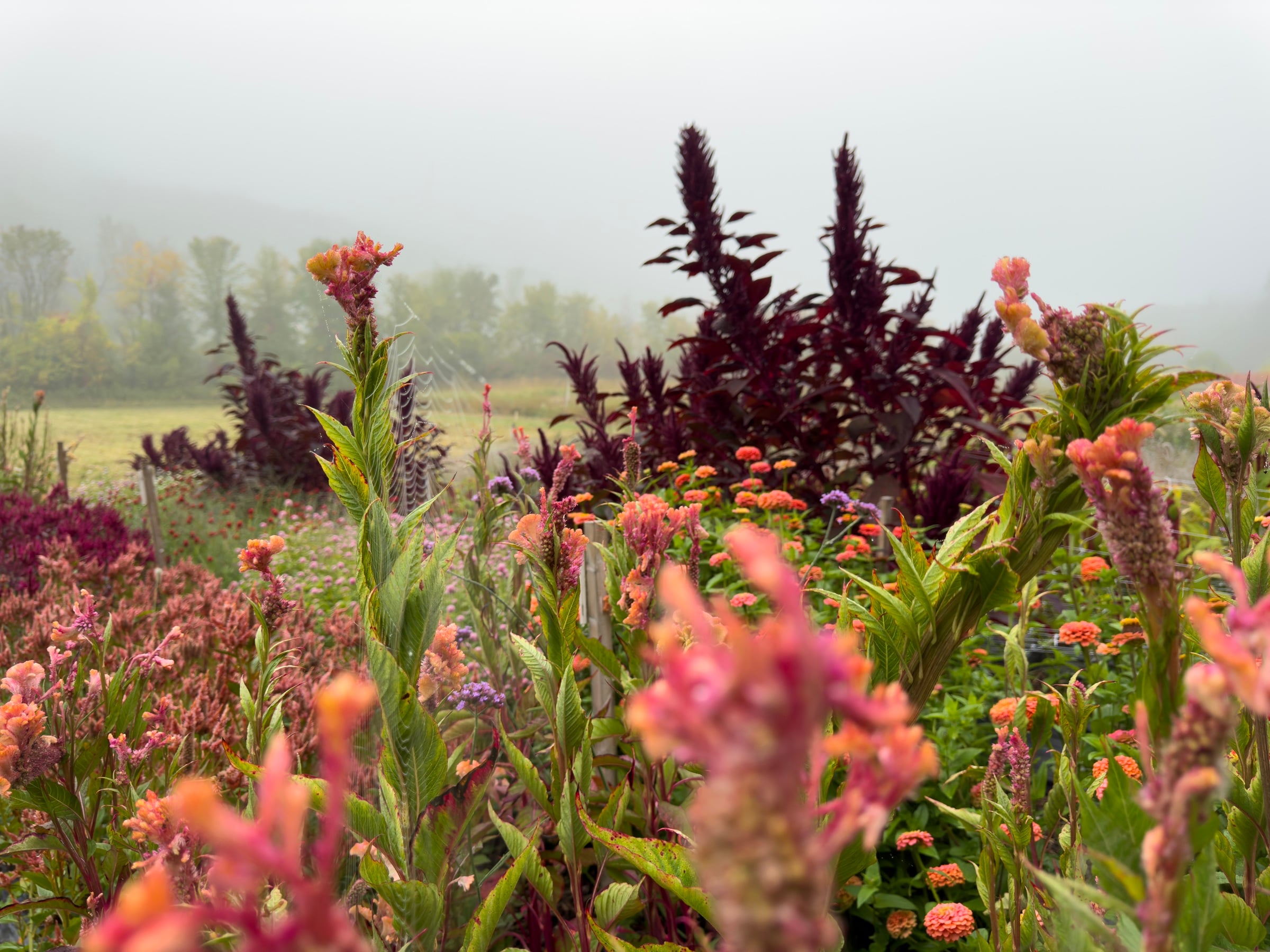 Wildflower field at sunrise in the Eastern Townships